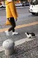 Stray Cat Sits on Sidewalk and Attacks Pedestrians