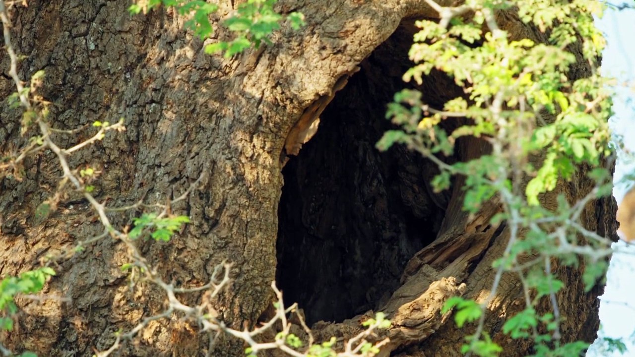 Nature The Leopard Legacy