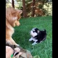 Funny And Cute Husky Puppies Compilation #12  Adorable Husky Puppy