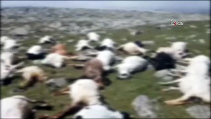 Yıldırım düştü ve 500 koyun telef oldu!