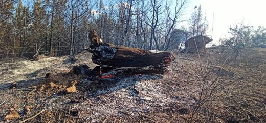Çanakkale'deki orman yangını kontrol altına alındı