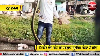 VIDEO STORY : मिनटों में पकड़ा 10 फीट लंबा सांप