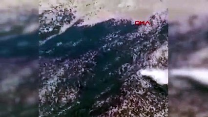 Avião de combate a incêndios cai na Turquia