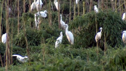 태화강 중대백로 '부화에서 이소까지' 관찰 영상 촬영 / YTN