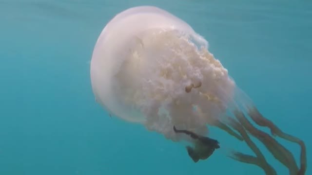 Las medusas gigantes regresan a las costas de Granada