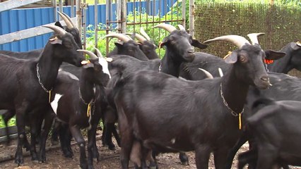 '검은 보물' 흑염소...청정 전남 '블루 축산' 이끈다! / YTN