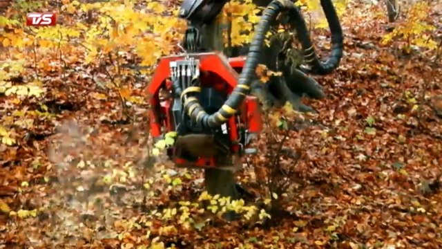 Skoven skal tyndes ud i Vejle | Søren Andersen | 03-11-2012 | TV SYD @ TV2 Danmark