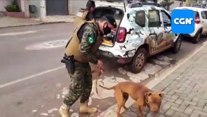 Ocorrência de maus-tratos: GM encaminha animal resgatado à clínica veterinária