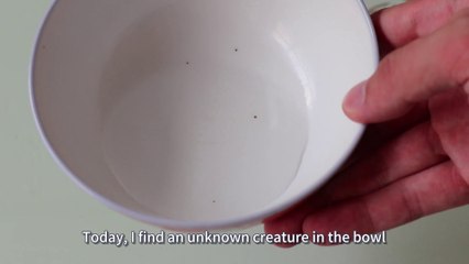 find a tiny insect in water bowl, could it be springtail?