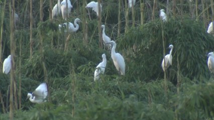 태화강 중대백로 '부화에서 이소까지' 관찰 영상 촬영 / YTN