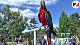 Nature and Beautiful Parrot HD 4K Video _ nature beauty (1)