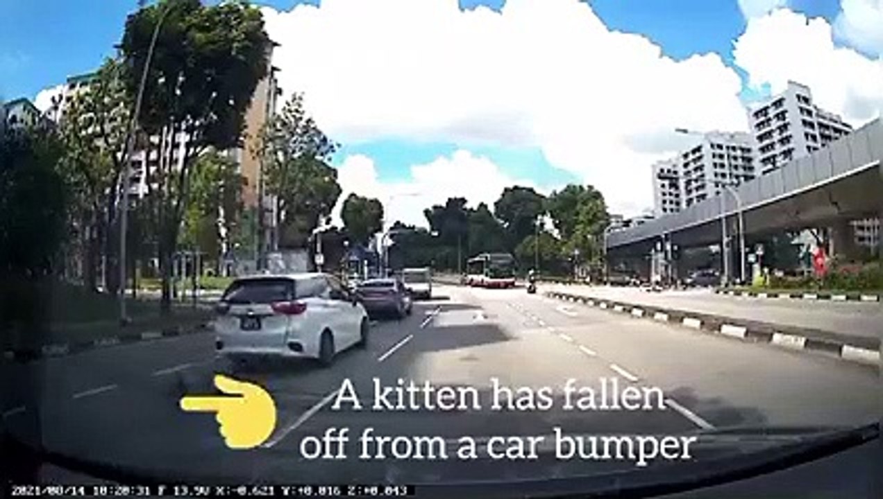 MAN RUSH TO RESCUE KITTEN STRANDED IN MIDDLE OF ROAD