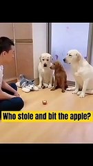 #pets