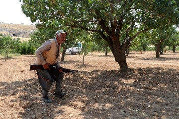 Eller tetikte fıstık nöbeti tutuyorlar