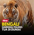 Bengali, harimau paling tua di dunia!