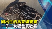 剛出生的馬來貘寶寶 一子一女貘爸真歡喜