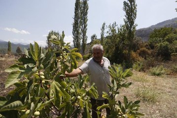 Son dakika haberi: Orman yangınında emeklilik dönemi için kurduğu hayalleri de "kül oldu"