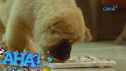 AHA!: Meet the 'arf-tist'!