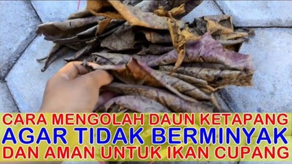Cara mengolah daun ketapang agar tidak berminyak