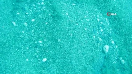 Dünyaca ünlü sahilde Nil Kaplumbağası böyle görüntülendi