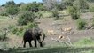 Ngotso Lion Pride disturbed by Elephants at the river. 13 Lions scatter when the big bosses arrive.