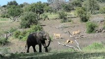 Ngotso Lion Pride disturbed by Elephants at the river. 13 Lions scatter when the big bosses arrive.