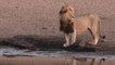 Pride of 23 Lions and plains game animals drinking at Nsemani Dam in Kruger National Park