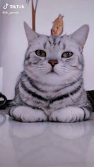 Cute Cat