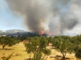 Son dakika haberleri | Çanakkale'nin Ezine ilçesinde çıkan orman yangını kontrol altına alındı