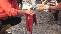 KASTAMONU - Selde çamurun altında kalan Türk bayrağını yıkayıp öperek yeniden astılar