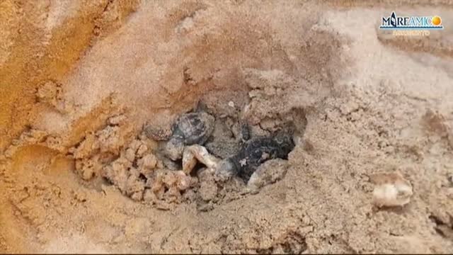 Crías de tortuga Caretta Caretta aparecen en una playa de Italia
