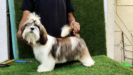Shih tzu puppy playing