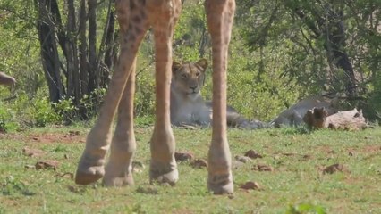Three Opportunistic hunting attempts by lioness! Seen in Kruger Park on S188 on 29 October 2020