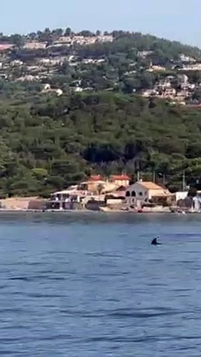 Des dauphins à Hyères
