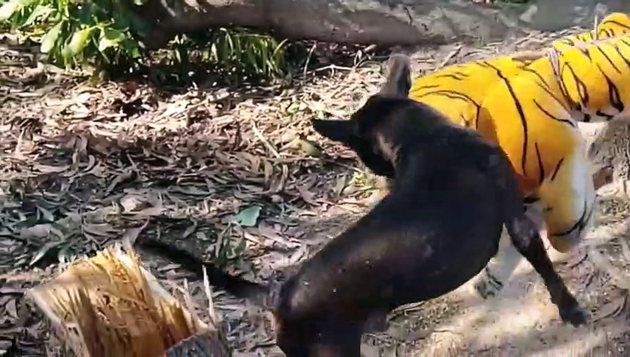 Wow Nice Funny Fake Tiger Prank Dog Run Try To Stop Laugh Challenge 2021