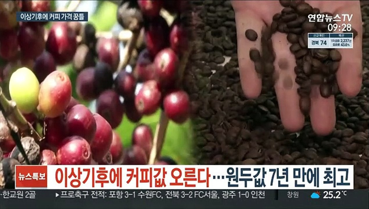 이상기후에 커피값 오른다…원두값 7년 만에 최고