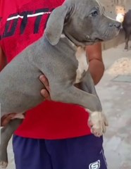 American bully puppy