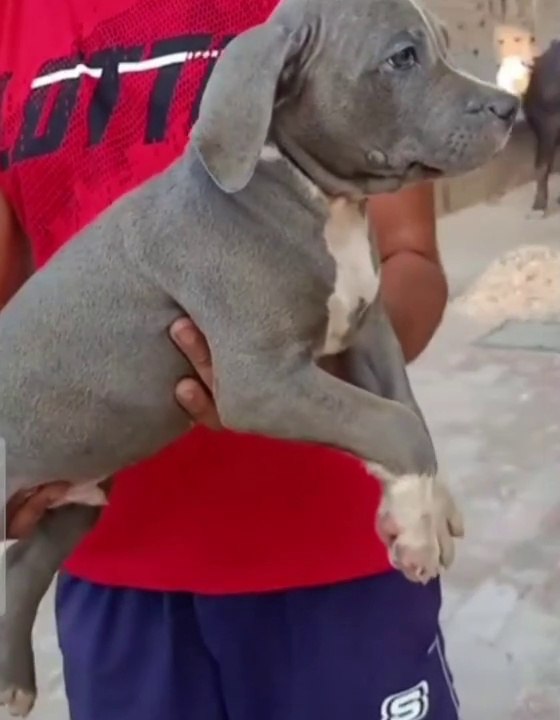 American bully puppy