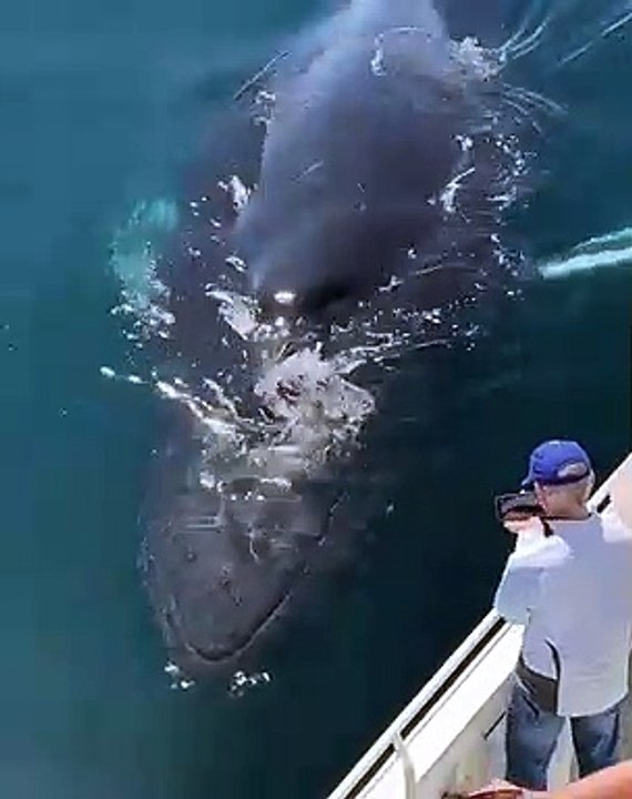 First Meet Whale