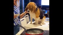 Funny And SOO Cute Beagle Puppies Compilation #04 - Cutest Beagle Puppy