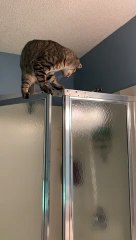 Kitty Does the Splits While Climbing Shower