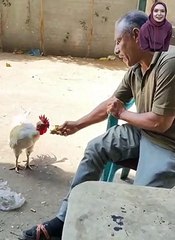 الديك الحرامى سرق منى سندوتش الفول الى كونت هفطر بيه