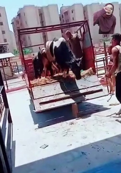 العجل وقع الجزار