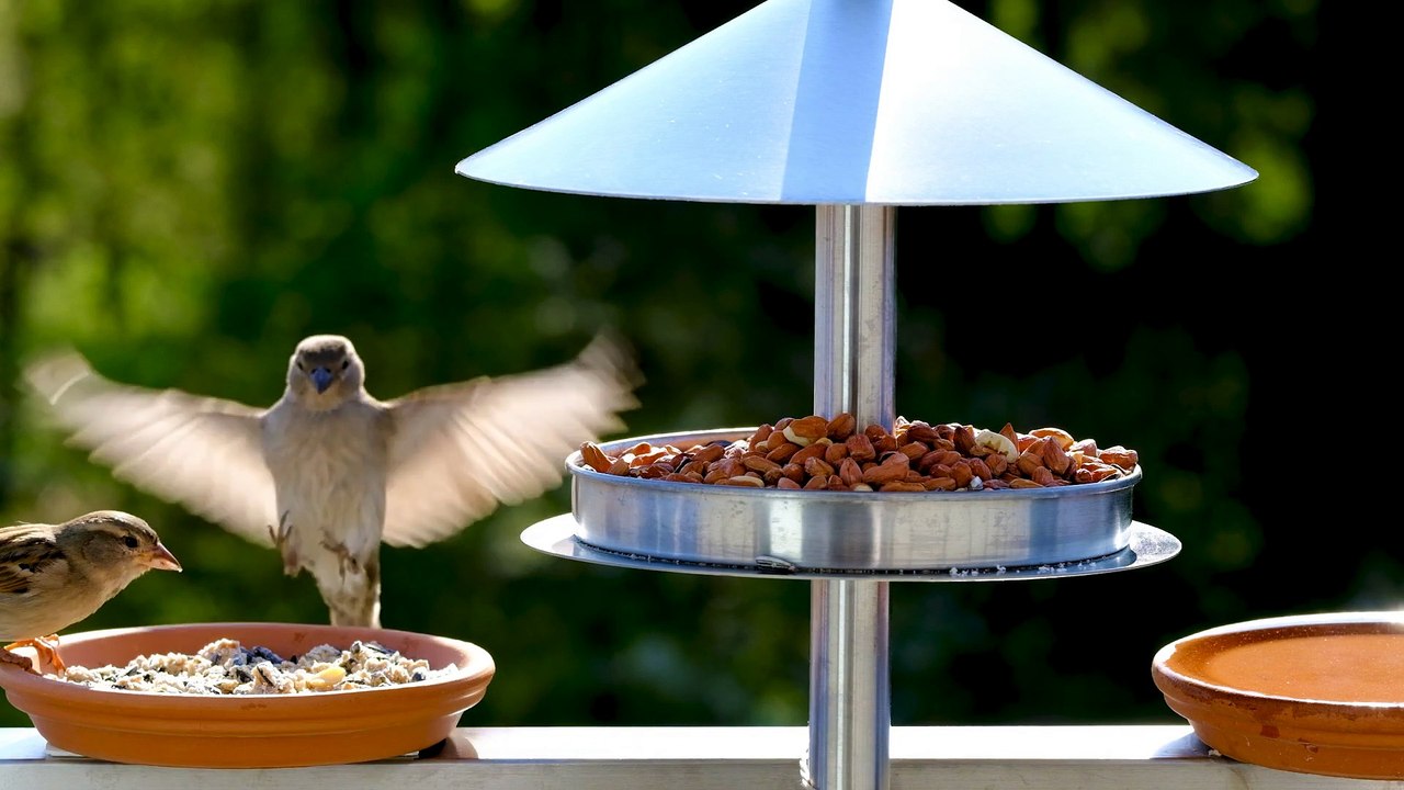 Bird