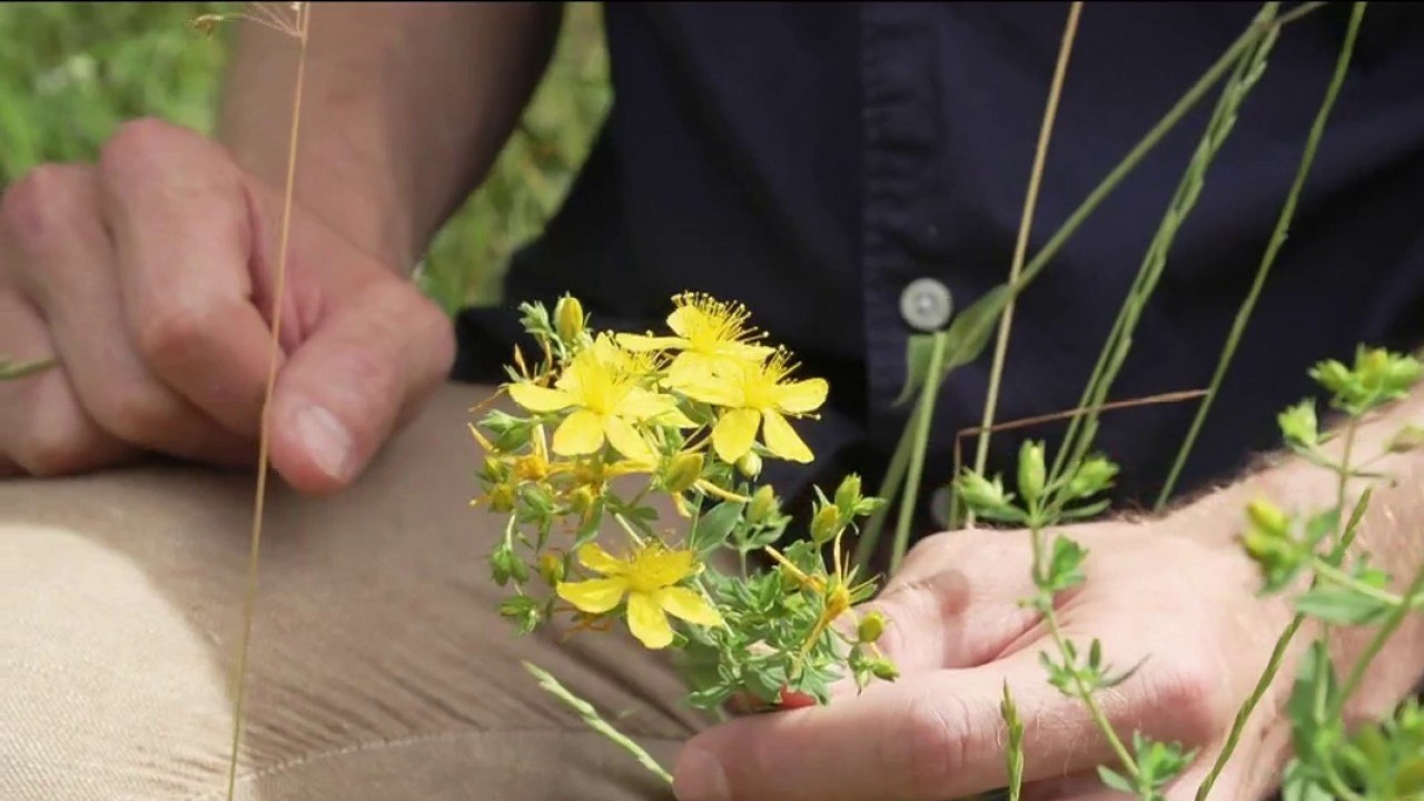 Santé - Attention aux plantes toxiques !