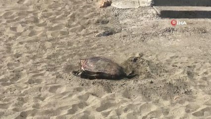 Mersin kumsalı ender görülen bir olaya ev sahipliği yaptı