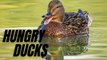 Hungry Duck Feeding At The Pond | Sound Effects Ducks Quacking | Kingdom Of Awais