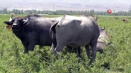 Iğdır Ovası'nda Afrika'yı aratmayan görüntüler