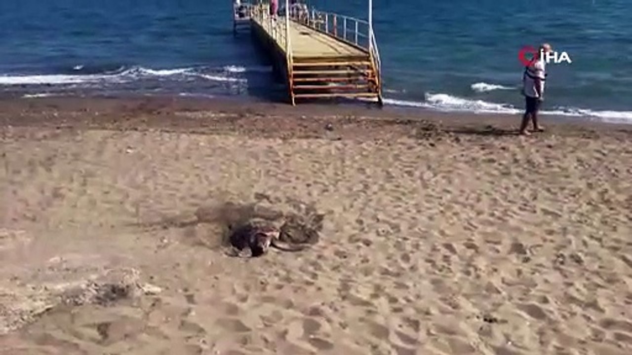 Mersin kumsalı, dünyada çok nadir görülen bir olaya ev sahipliği yaptı