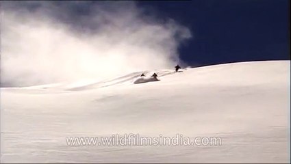 Skiing on Himalayan snow powder